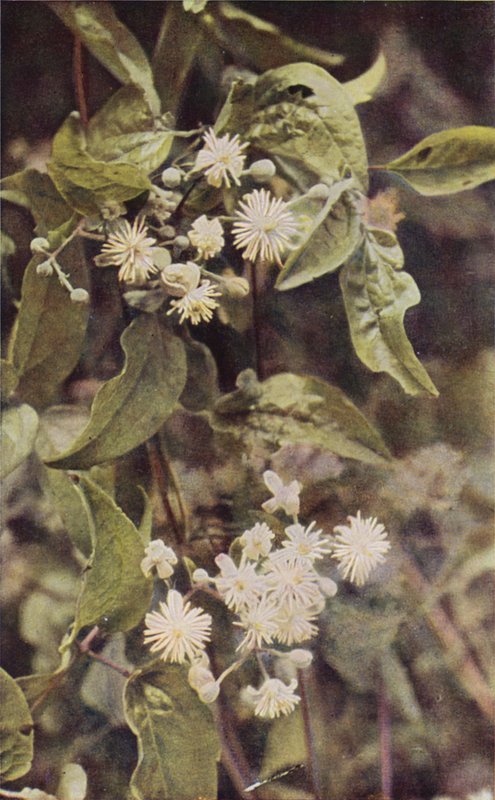 Vilde blomster: Wild Clematis (farvefoto) af Charles Essenhigh Corke
