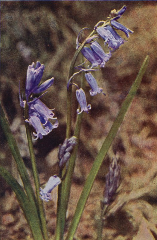 Vilde blomster: Wild Hyacinth (farvefoto) af Charles Essenhigh Corke