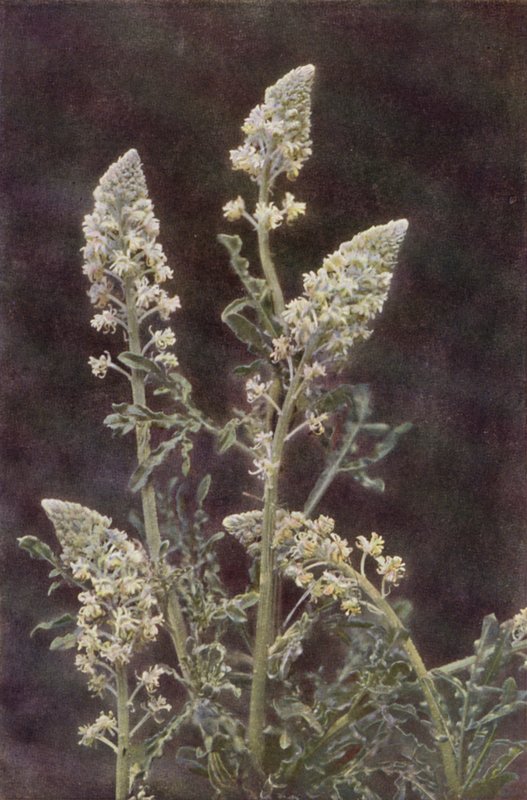 Vilde blomster: Wild Mignonette (farvefoto) af Charles Essenhigh Corke
