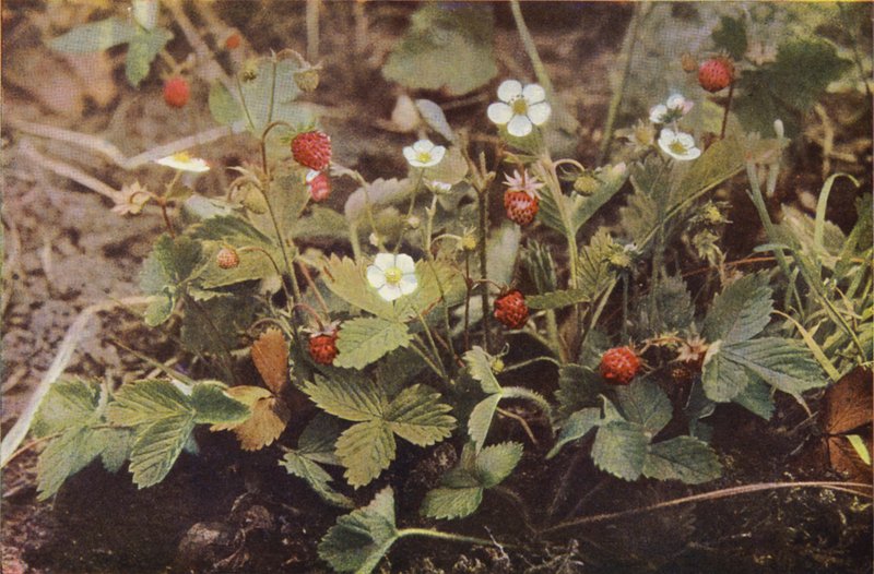 Vilde blomster: Wild Strawberry (farvefoto) af Charles Essenhigh Corke