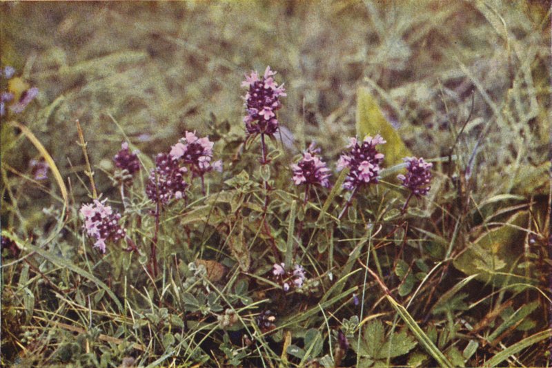 Vilde blomster: Vild Timian (farvefoto) af Charles Essenhigh Corke