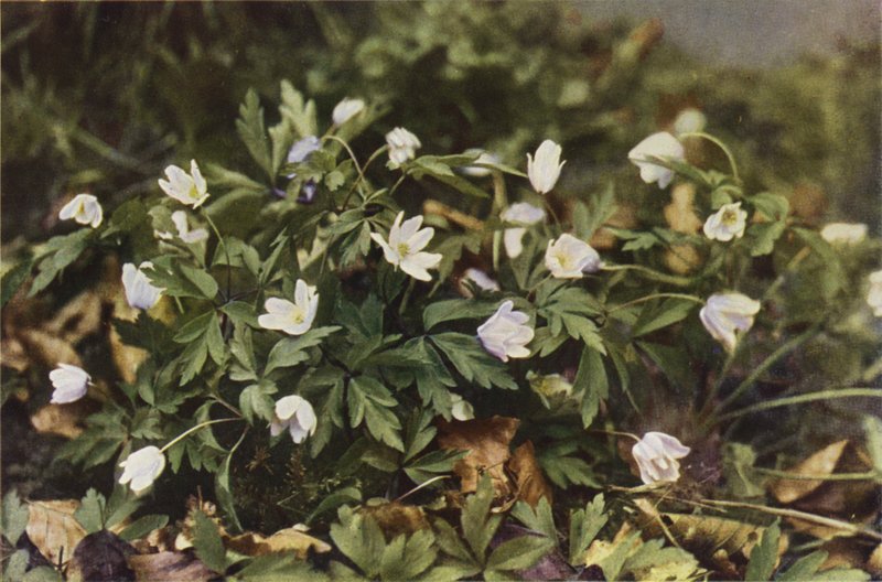 Vilde blomster: Skovanemone (farvefoto) af Charles Essenhigh Corke