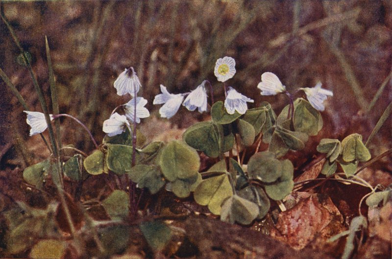 Vilde blomster: Skovsyre (farvefoto) af Charles Essenhigh Corke