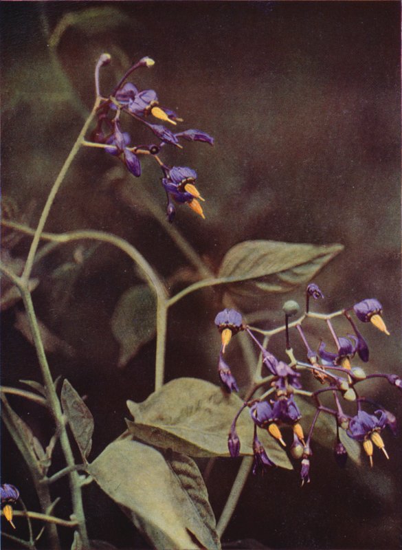Vilde blomster: Woody Nightshade (farvefoto) af Charles Essenhigh Corke