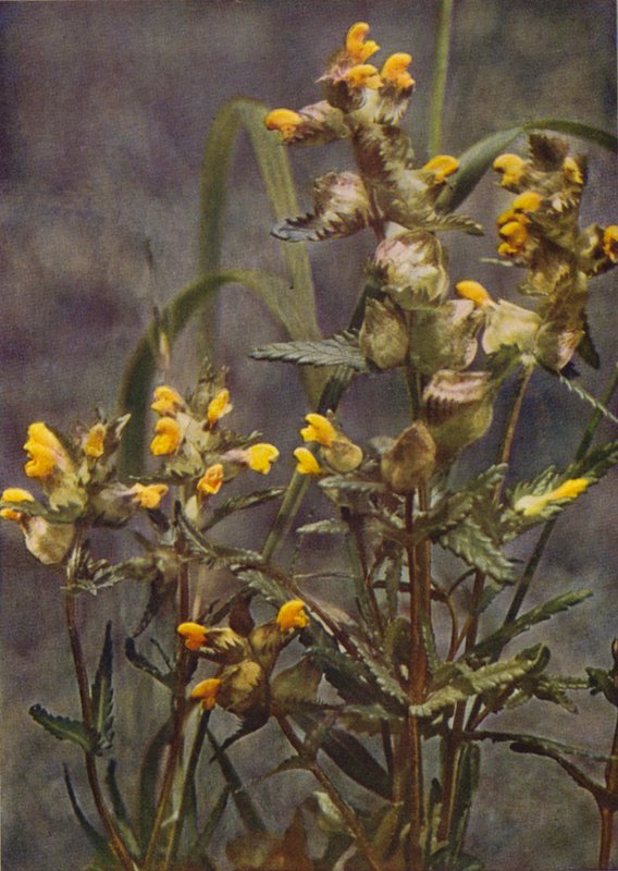 Vilde blomster: Gul rangle (farvefoto) af Charles Essenhigh Corke