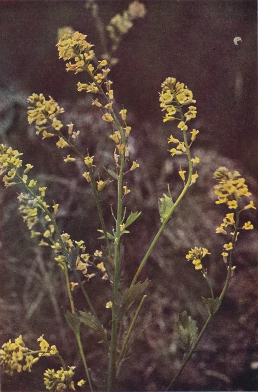 Vilde blomster: Yellow Rocket (farvefoto) af Charles Essenhigh Corke