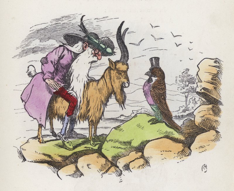 En yderst uforskammet fugl (farvet indgravering) af Charles Henry (after) Bennett