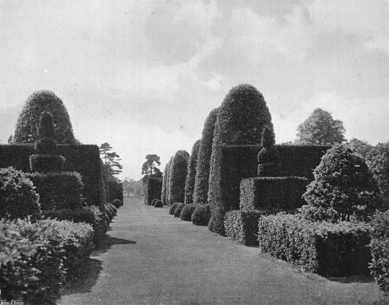 Ilex og Yew af Charles Latham