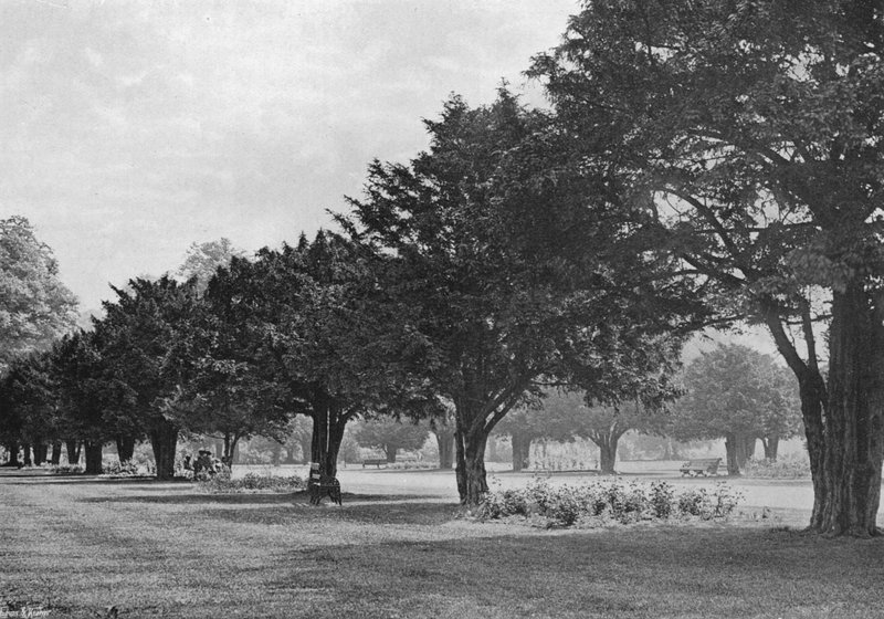 The Yews at Hampton Court To-Day (s/h foto) af Charles Latham