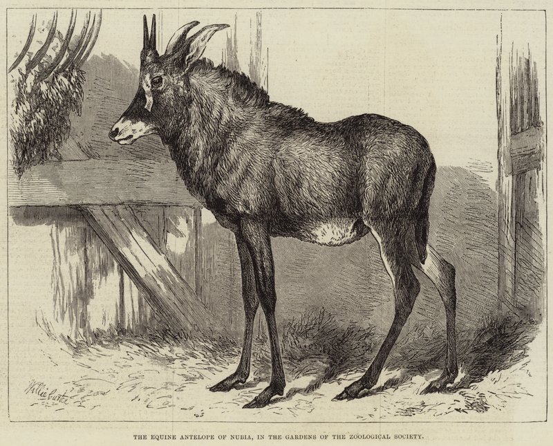 Hesteantilopen i Nubia, i Zoologisk Selskabs haver af Charles William Carter
