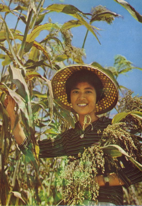 Taiwan: Sorghum, som Kaoliang-vinen er lavet af af Chinese Photographer