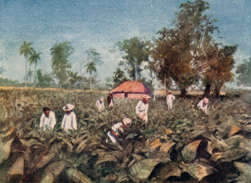 Tobaksplantage, Cuba (farve litho) af Claude Pratt