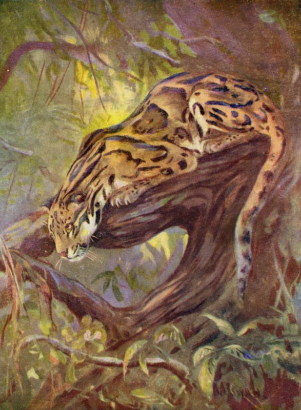 I Zoo: Clouded Leopard (farve litho) af Cuthbert Edmund Swan