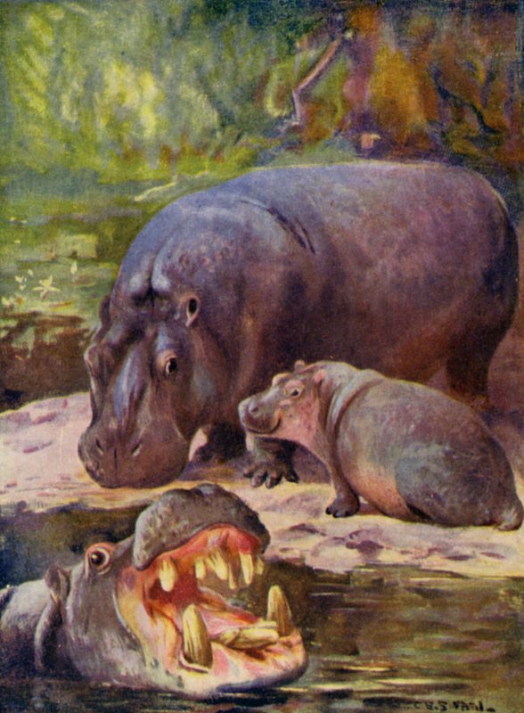 I Zoo: Flodhest (farve litho) af Cuthbert Edmund Swan