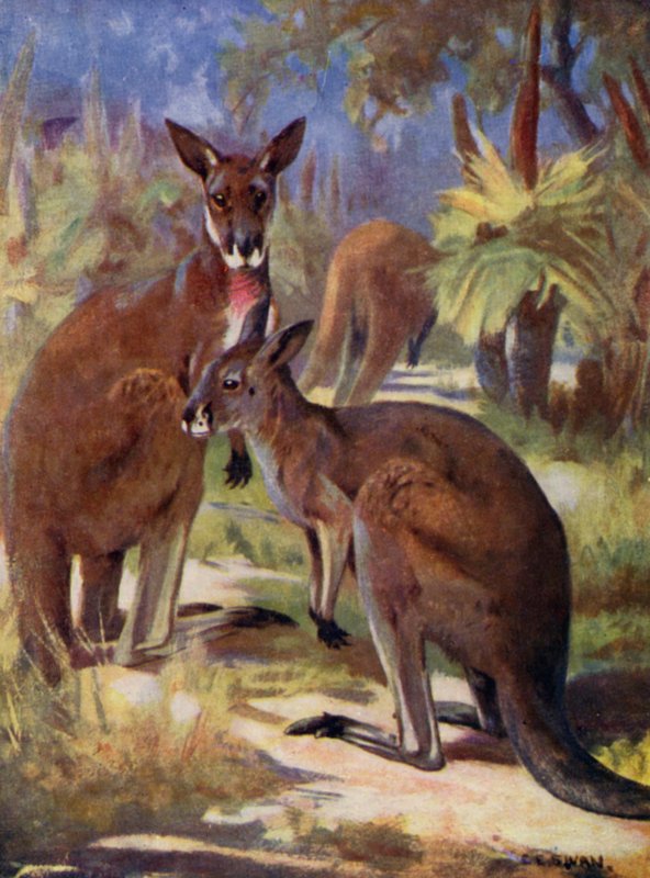 I Zoo: Kænguruer (farve litho) af Cuthbert Edmund Swan