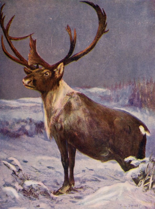 I Zoo: Rensdyr (farve litho) af Cuthbert Edmund Swan