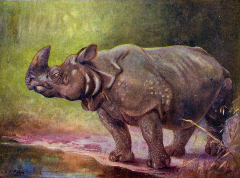 I Zoologisk Have: Rhinoceros (farve litho) af Cuthbert Edmund Swan