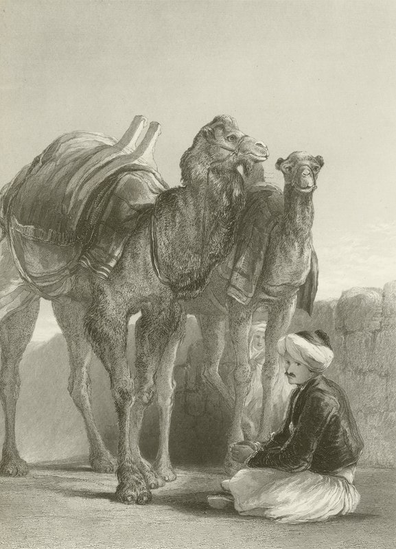 En gruppe kameler ved Smyrna af David Wilkie