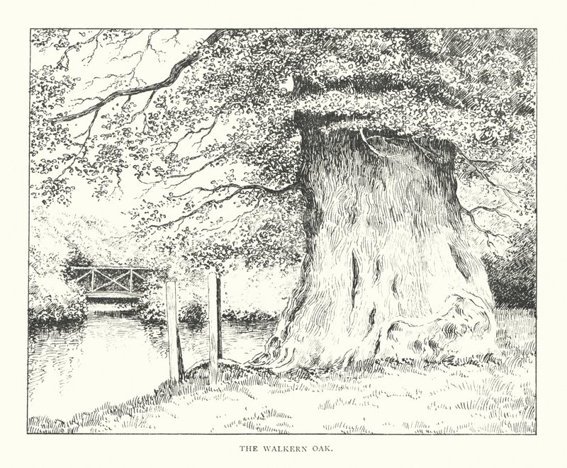The Walkern Oak (litografi) af Duncan Moul