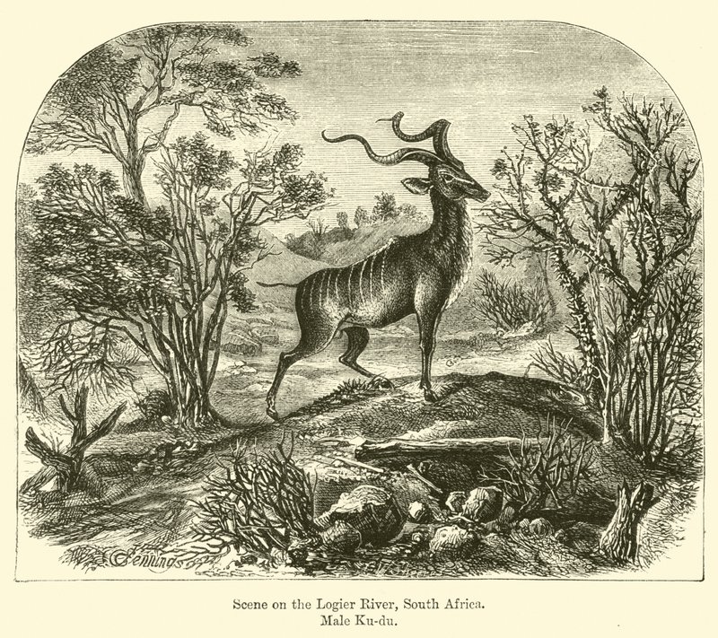 Scene ved Logier-floden, Sydafrika, Male Ku-du af E. Jennings