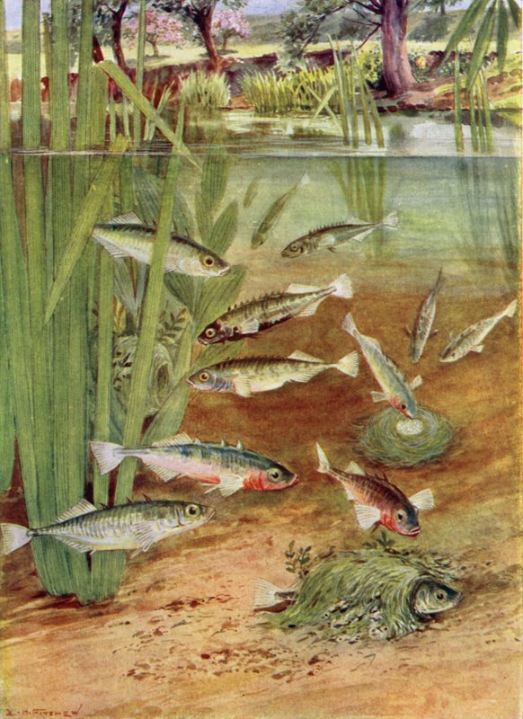 Sticklebacks og deres reder af E.H. Fitchew