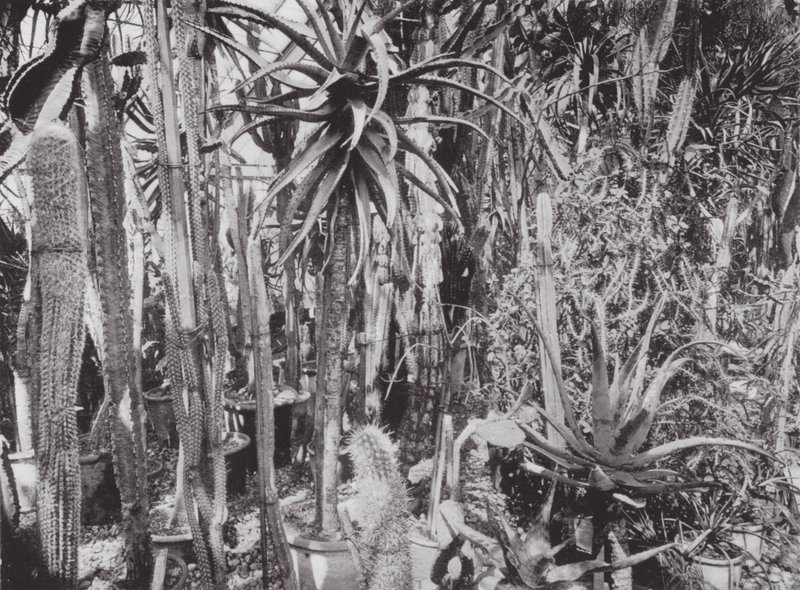 Kew Gardens, ca. 1900 (s/h-foto) af E. J. Wallis