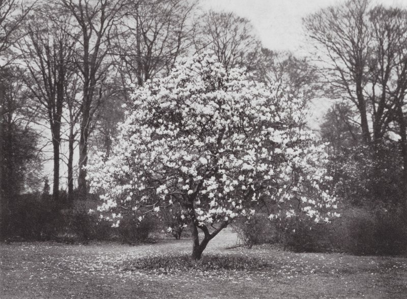 Kew Gardens, ca. 1900 (s/h-foto) af E. J. Wallis