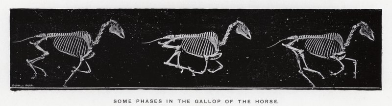 Eadweard Muybridge: Nogle faser i hestens galop af Eadweard Muybridge