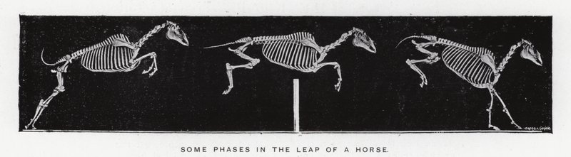 Eadweard Muybridge: Nogle faser i en hests spring (s/h-billede) af Eadweard Muybridge
