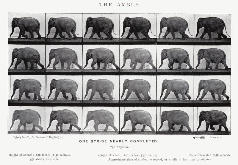 Eadweard Muybridge: The Amble (s/h foto) af Eadweard Muybridge