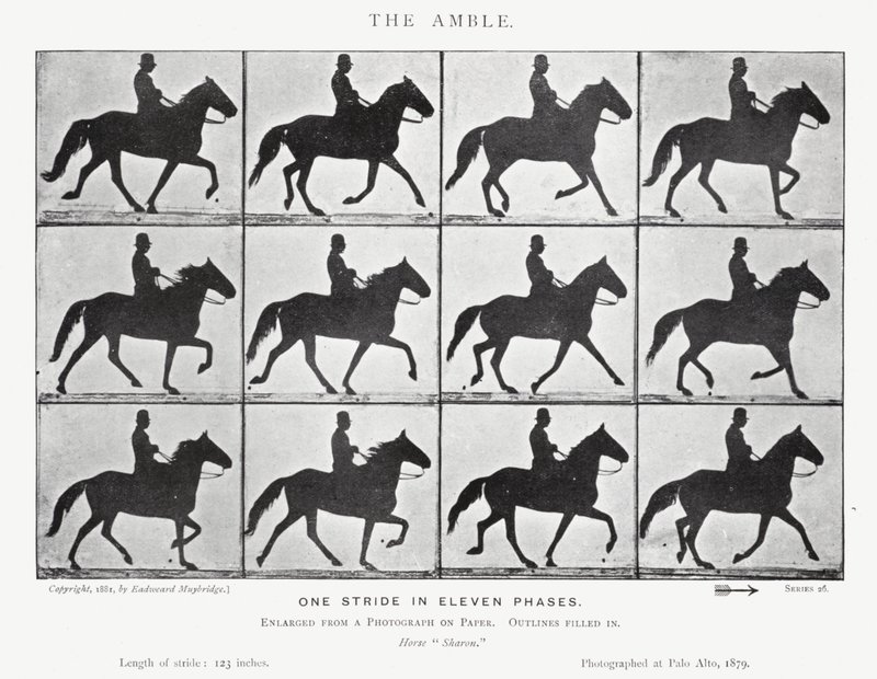 Eadweard Muybridge: The Amble (s/h foto) af Eadweard Muybridge