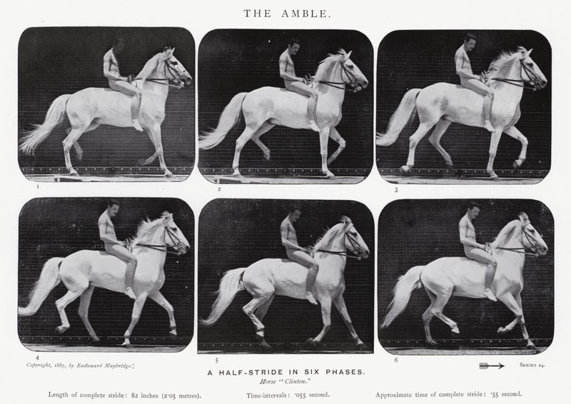 Eadweard Muybridge: The Amble af Eadweard Muybridge