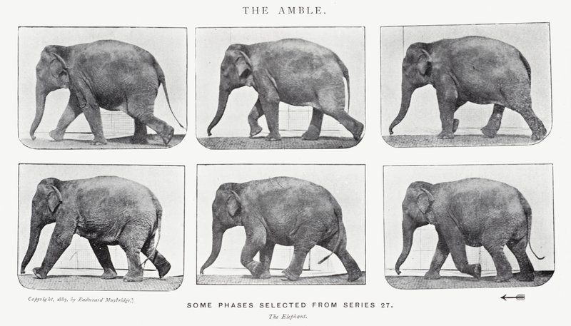 Eadweard Muybridge: The Amble af Eadweard Muybridge