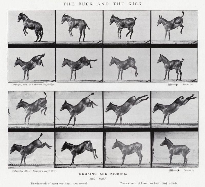 Eadweard Muybridge: The Buck and the Kick (s/h-billede) af Eadweard Muybridge