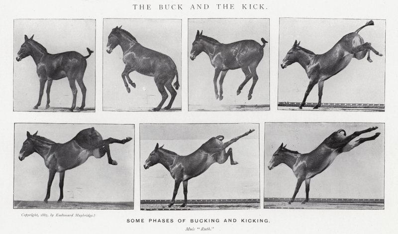 Eadweard Muybridge: The Buck and the Kick (s/h-billede) af Eadweard Muybridge