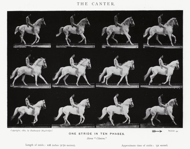 Eadweard Muybridge: The Canter (s/h foto) af Eadweard Muybridge