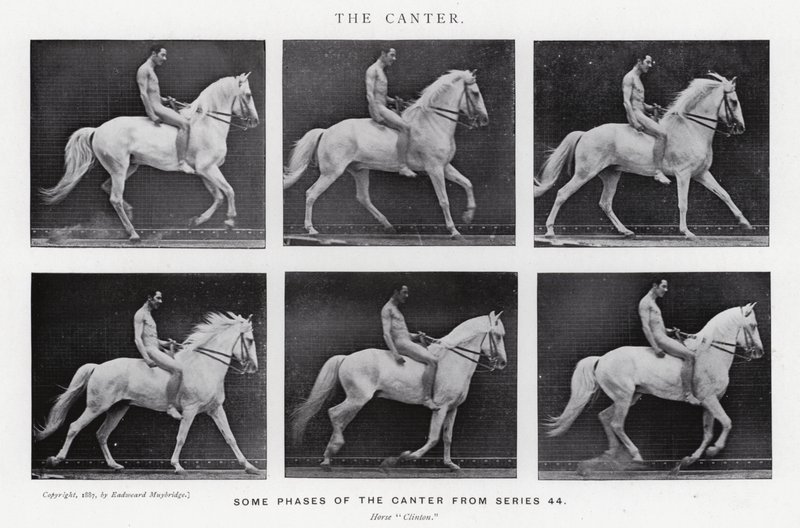 Eadweard Muybridge: The Canter (s/h foto) af Eadweard Muybridge