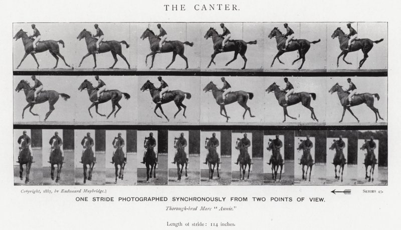 Eadweard Muybridge: The Canter (s/h foto) af Eadweard Muybridge