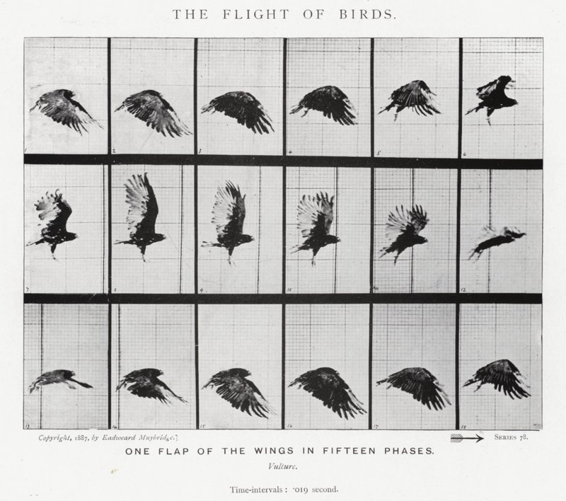 Eadweard Muybridge: The Flight of Birds (s/h-billede) af Eadweard Muybridge