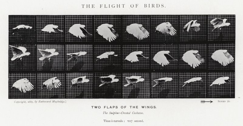 Eadweard Muybridge: The Flight of Birds (s/h-billede) af Eadweard Muybridge
