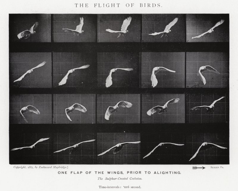 Eadweard Muybridge: The Flight of Birds (s/h-billede) af Eadweard Muybridge