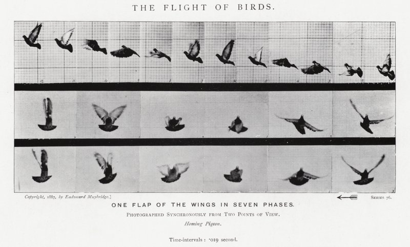 Eadweard Muybridge: The Flight of Birds (s/h-billede) af Eadweard Muybridge