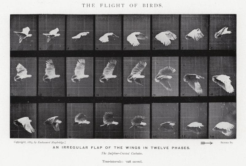 Eadweard Muybridge: The Flight of Birds (s/h-billede) af Eadweard Muybridge