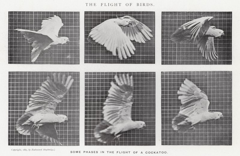 Eadweard Muybridge: The Flight of Birds (s/h-billede) af Eadweard Muybridge