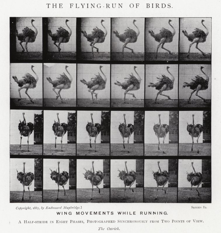 Eadweard Muybridge: The Flying-Run of Birds (s/h-billede) af Eadweard Muybridge