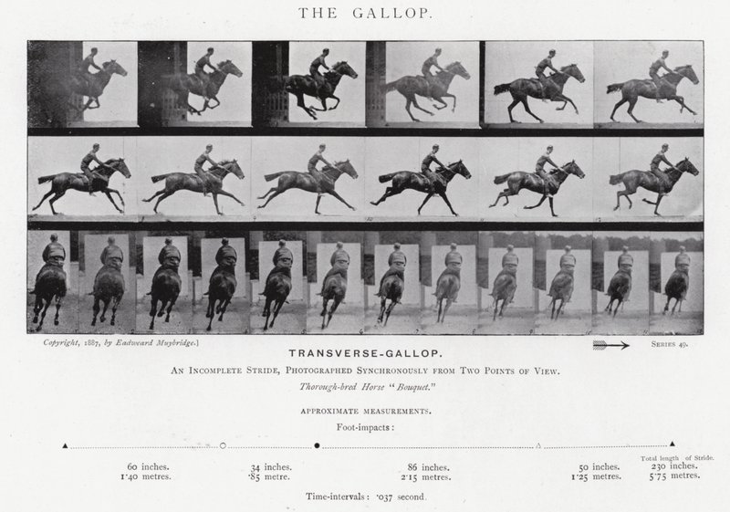Eadweard Muybridge: The Gallop (s/h foto) af Eadweard Muybridge