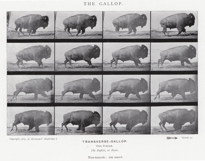 Eadweard Muybridge: The Gallop (s/h foto) af Eadweard Muybridge