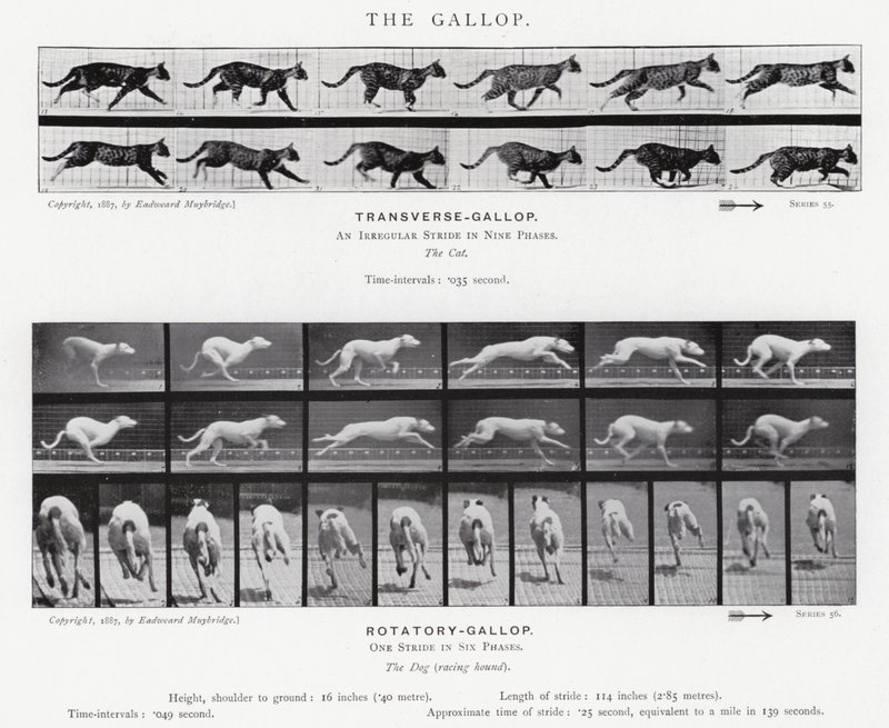Eadweard Muybridge: The Gallop (s/h foto) af Eadweard Muybridge