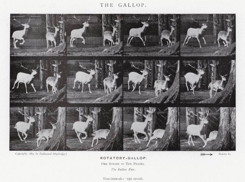 Eadweard Muybridge: The Gallop (s/h foto) af Eadweard Muybridge