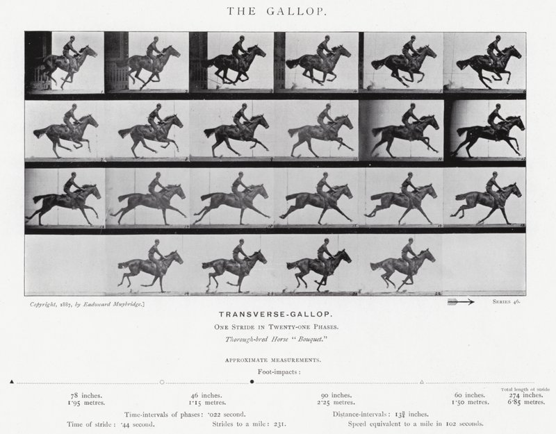 Eadweard Muybridge: The Gallop (s/h foto) af Eadweard Muybridge